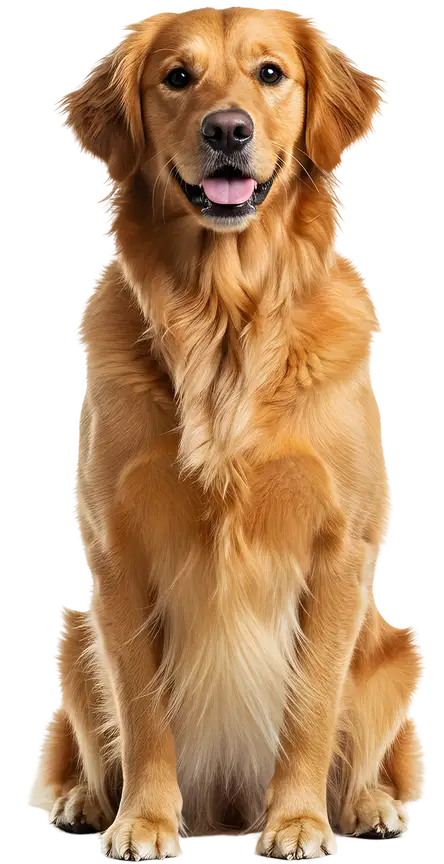 A golden retriever sitting upright