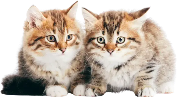 Two Siberian kittens sitting side by side