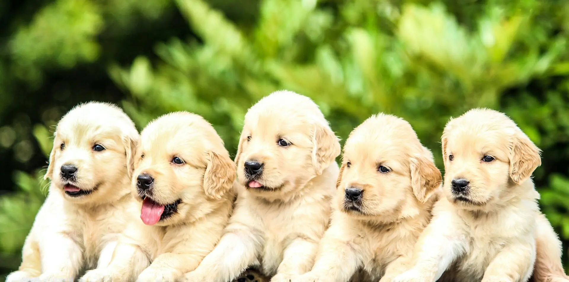 Puppy Vaccines Calgary Vet