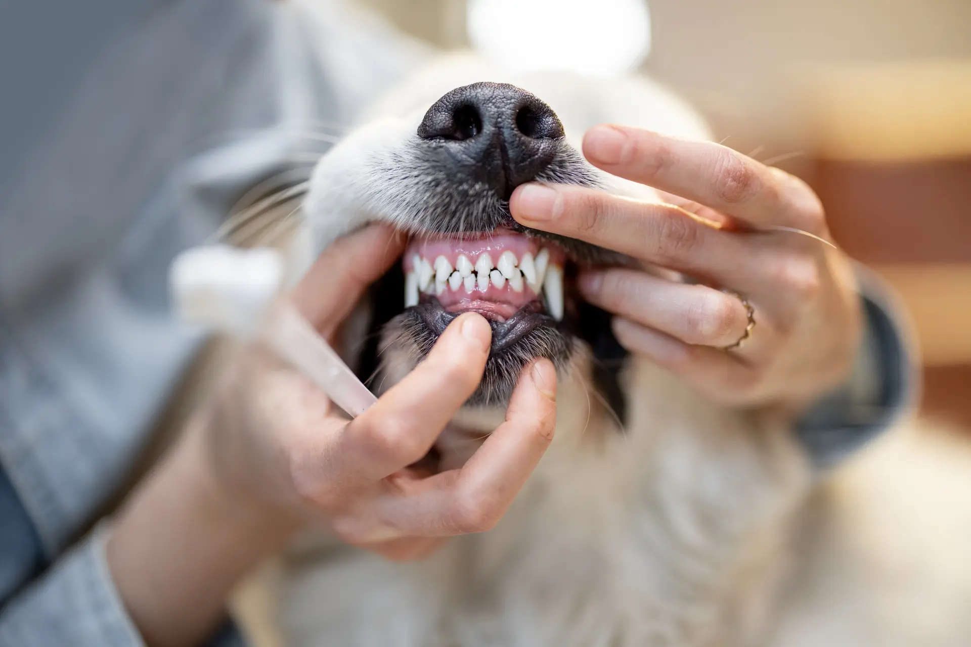 Panorama Hills Veterinary