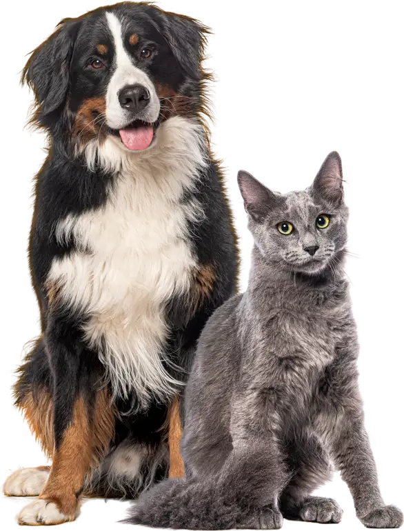 A Bernese mountain dog sitting beside a grey cat