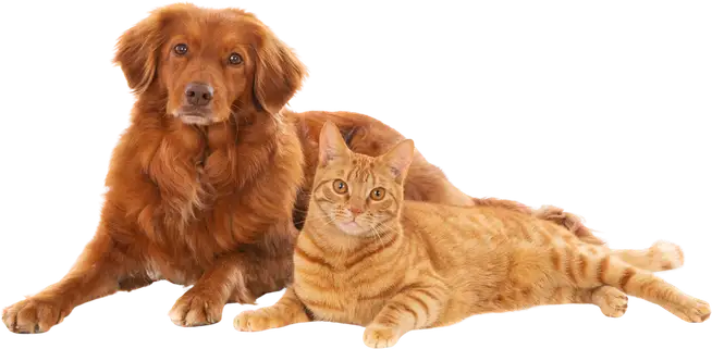 A Nova Scotia duck tolling retriever lying beside a ginger tabby cat