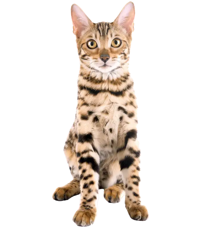 A Bengal kitten sitting and looking at the camera