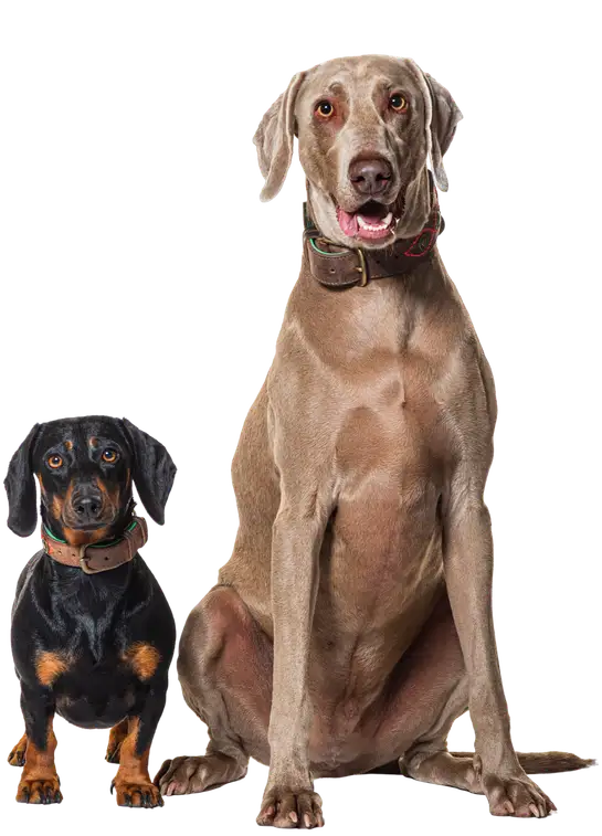 A dachshund and a Weimaraner sitting side by side
