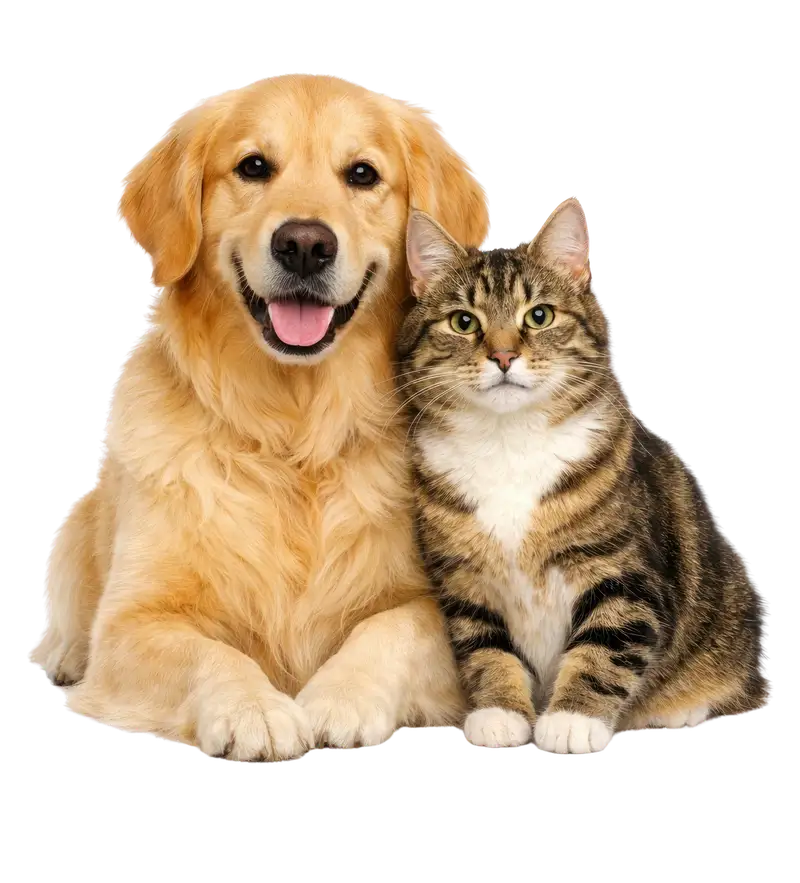 A golden retriever and a tabby cat sitting together