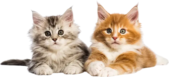 Two Maine Coon kittens lying side by side