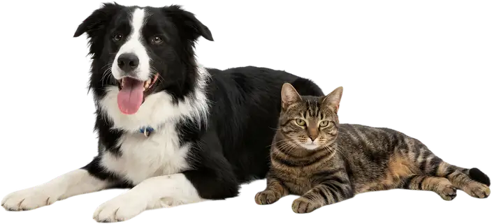 A border collie and a tabby cat lying down together