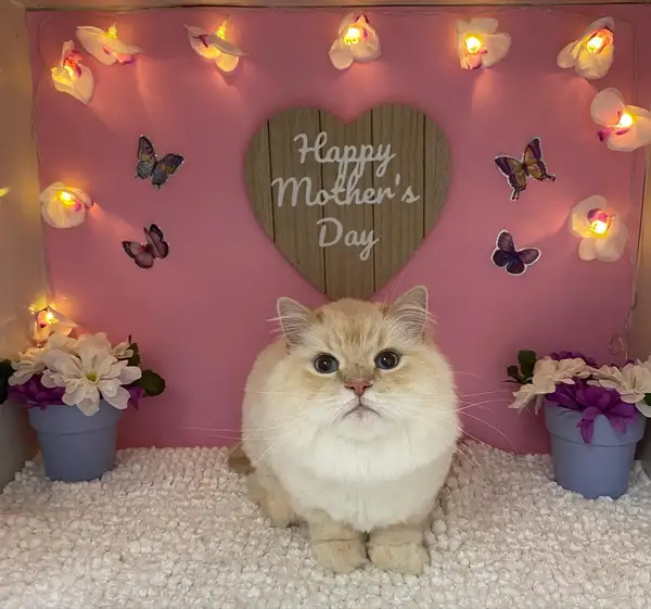 A cream long-haired cat in front of a Mother's Day backdrop