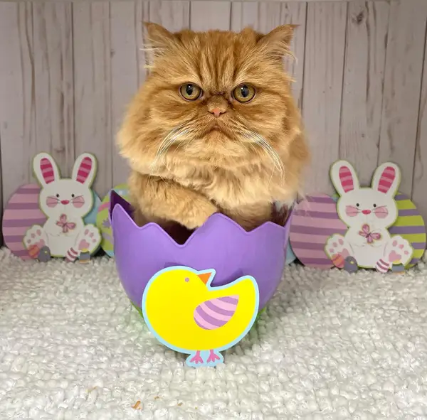A ginger Persian cat sitting in an Easter egg