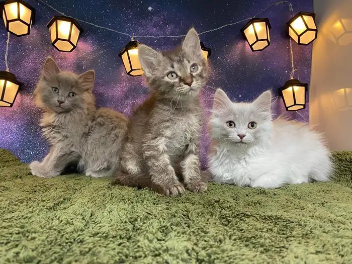 Three kittens under hanging lanterns