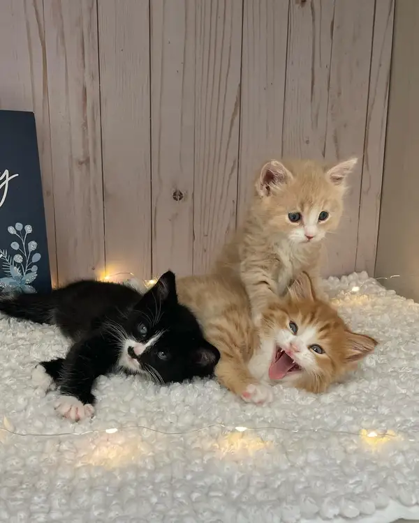 Three kittens, one black-and-white and two ginger, on a white rug