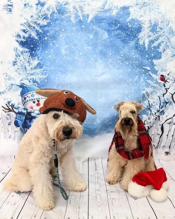 Two shaggy dogs in a reindeer hat and a plaid scarf by a snowy backdrop