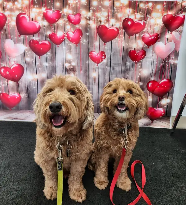 Two curly-coated dogs in front of a wall of Valentine's hearts