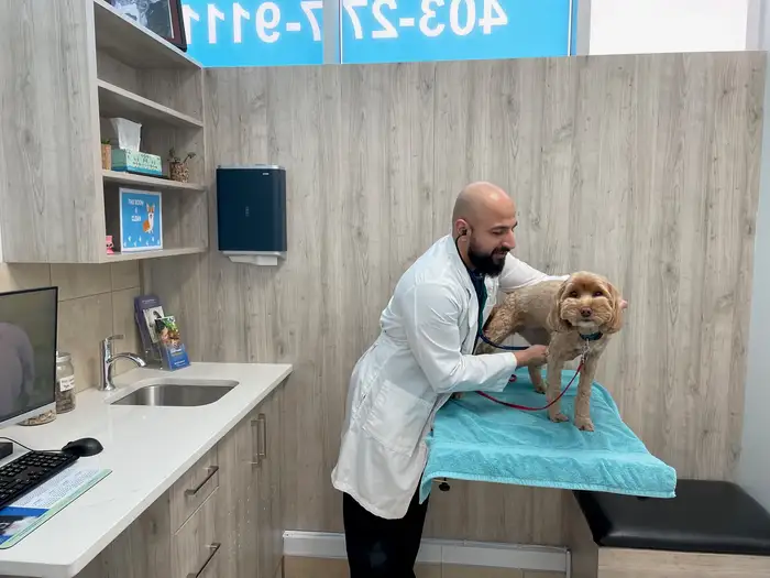 A veterinarian listening to a dog's heart on the exam table