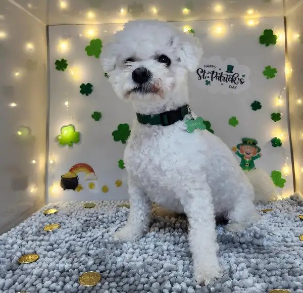 A white curly-coated dog at a St. Patrick's Day photo booth