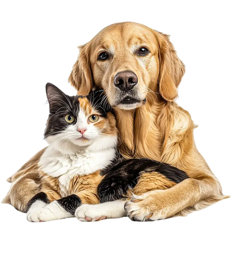 A golden retriever and a calico cat lying together
