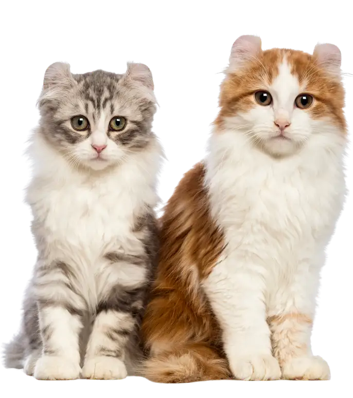 Two cats sitting side by side, one grey tabby and one ginger and white