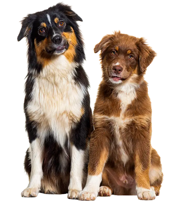 Two dogs sitting side by side, one black and tan, one brown