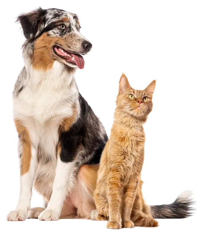 An Australian Shepherd and a ginger cat sitting together