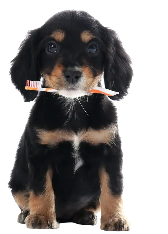 A black and tan puppy sitting with a toothbrush in its mouth