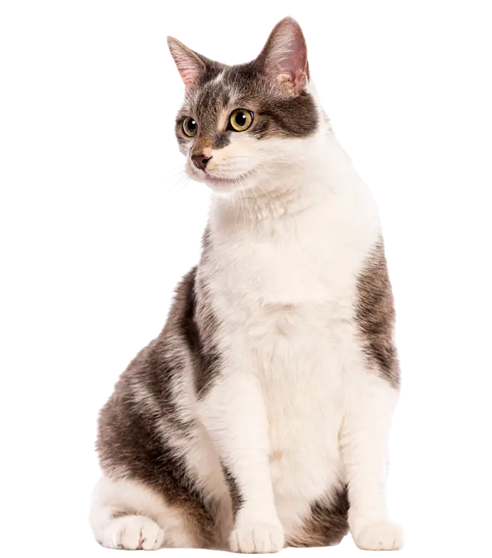 A grey and white cat sitting and looking to the side