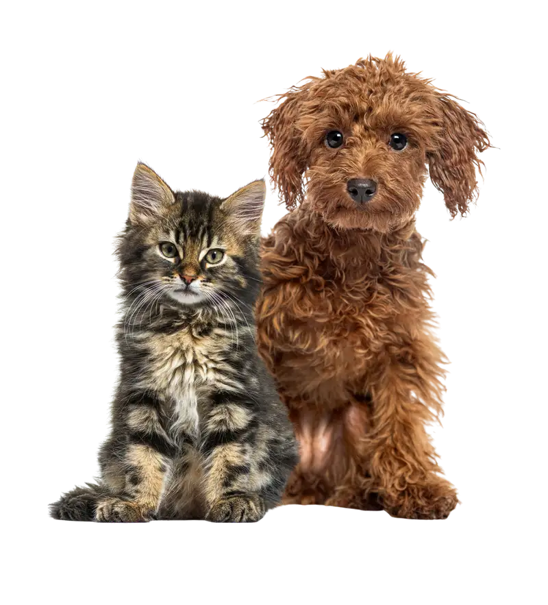 A poodle puppy and a tabby kitten sitting together