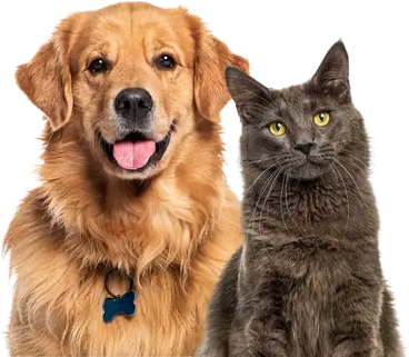 A golden retriever sitting beside a grey Maine Coon cat