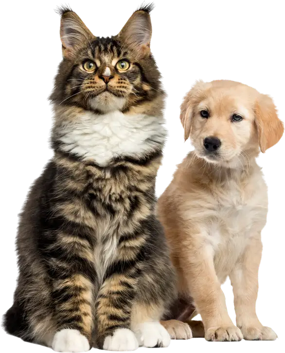 A tabby Maine Coon cat sitting beside a golden retriever puppy