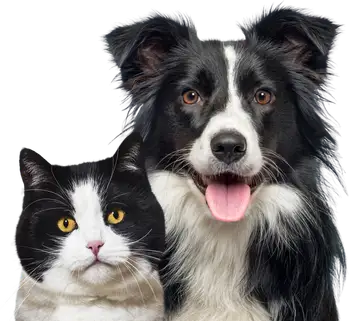 A border collie and a tuxedo cat side by side