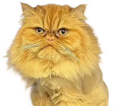 Gator, a teacup Persian cat
