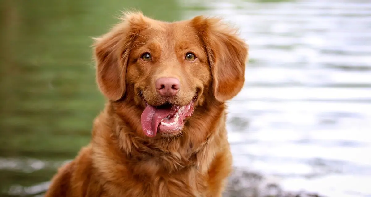 Background Image for blog post
4 Signs Your Dog Is Sick