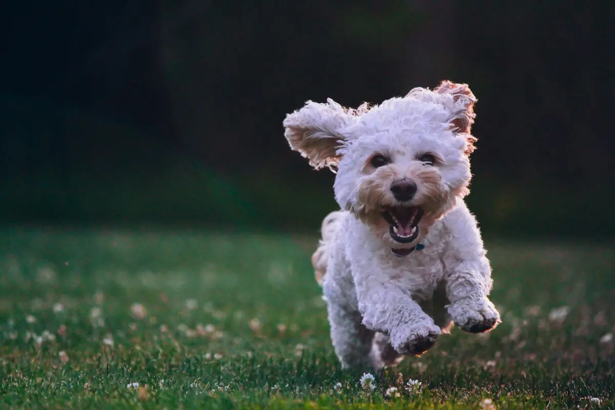 Animal Hospital Near Me