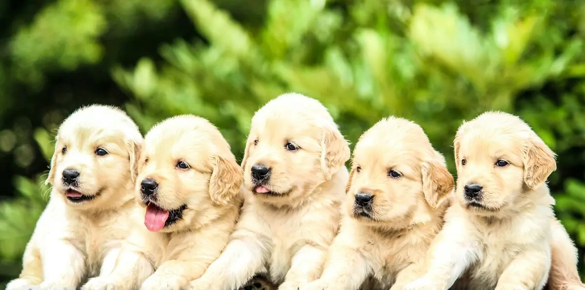 Background Image for blog post 
                        What You Need To Know About Puppy Vaccinations