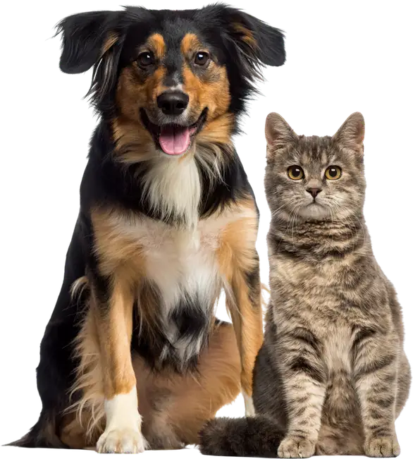 An Australian shepherd sitting beside a tabby kitten