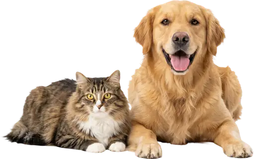 A golden retriever lying beside a tabby Maine Coon cat